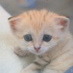 那須どうぶつ王国、スナネコの赤ちゃんが新たに3頭誕生