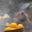 伊豆シャボテン動物公園、「元祖カピバラの露天風呂」のPVを公開