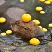 伊豆シャボテン動物公園、「元祖カピバラの露天風呂」のPVを公開