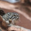 埼玉県こども動物自然公園のマヌルネコ