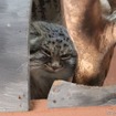 埼玉県こども動物自然公園のマヌルネコ