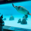 沖縄美ら海水族館