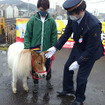 ミニチュアポニーが京急の馬堀海岸駅の1日駅長に就任。