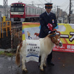 ミニチュアポニーが京急の馬堀海岸駅の1日駅長に就任。