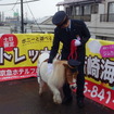 ミニチュアポニーのナギサちゃんと吉田駅長