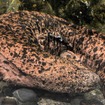 京都水族館のオオサンショウウオ