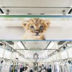 動物園の人気者に水族館の人気者が加わり再び電車をジャック、「深い癒やしトレイン」登場