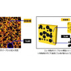 ゴム・樹脂ポリマーアロイの拡大写真（左）と構造イメージ図（右）