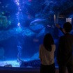 すみだ水族館「夏の夜すい」（8月29日まで）