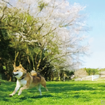 愛犬と一緒に茨城を楽しむ日帰りバスツアー「こもれび森のイバライドと梨狩り」開催