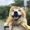 柴犬のさぶ君