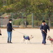 ワンミャツダクラブで保護した犬たちの1歳を祝うお散歩会