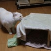 やはりまずはにおいチェック