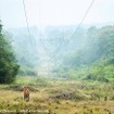 トラ© Narayanan Iyer (Naresh) / WWF-International