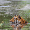 トラ© Hardik Shelat / WWF-International