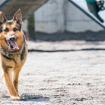 警視庁警備犬のウィル号