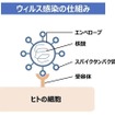 ウイルス感染の仕組み