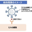 ウイルス不活化技術：結合阻害のイメージ