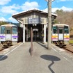 芸備線備後落合駅で並ぶ芸備線の気動車。同線は広島都市圏の下深川～広島間で輸送密度が8000人キロを超えていることから、路線全体の輸送密度は1106人キロとなっているが、全体の7割は1000人キロ以下と厳しい数字が続いている。