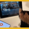 猫語翻訳アプリ「にゃんトーク」を使って猫にインタビュー