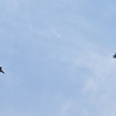 航空自衛隊新田原基地のF-15によるウエルカムフライト