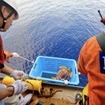 アカウミガメ放流の様子　(c) 名古屋港水族館