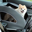 Honda純正愛犬用アクセサリー「Honda Dog」シリーズ：ペットシートプラスわん２　※写真は駐車中の使用イメージ