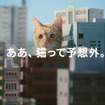 イエローハットTVCM：『猫って予想外』