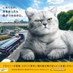 イエローハット「巨大猫ポスター」