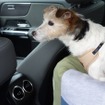 愛犬とドライブするのに役立つクルマの機能＆装備とは？ その1