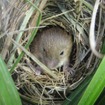 敷地内で確認されたカヤネズミ