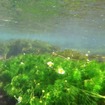 工場排水口の下流で花を咲かせた静岡県レッドリスト絶滅危惧Ⅱ類のミシマバイカモ