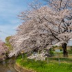 見沼たんぼ・見沼代用水（さいたま市）