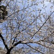 3月27日、日比谷公園（東京都千代田区）