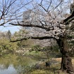 3月27日、日比谷公園（東京都千代田区）