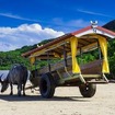 沖縄・由布島の水牛車