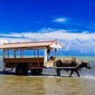 沖縄・由布島の水牛車