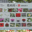 『花の川』はおもに赤いお花と白いお花で作られている。