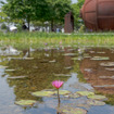 公園内にある池には睡蓮の花が咲いていた。
