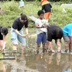 自動車業界向けにインドネシア特定技能人材の紹介を行うアプティグローバルが米づくりを開始