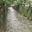 目黒川（6月3日、東京都目黒区）