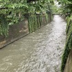 目黒川（6月3日、東京都目黒区）