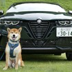アルファロメオ トナーレ イブリダ ヴェローチェ