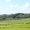 菊川市内に広がる茶畑