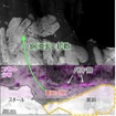 高温高湿環境下で劣化処理したゴム-黄銅接着界面の走査透過電子顕微鏡像（白黒表示）とコバルト分布（ピンク表示）