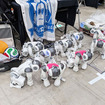 ロボカップ世界大会2026 現地レポート【前編】ヒューマノイドとフィジカルAIが変えるロボット競技の未来