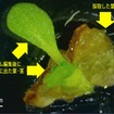 グアユールのゲノム編集個体