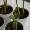 タイのマングローブ植樹を体験