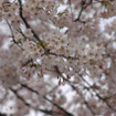 都内の桜（2010年） 都内の桜（2010年）
