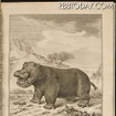 1700年代発刊のビュフォンの「The Natural History of the Hippopotamusor River horse」 1700年代発刊のビュフォンの「The Natural History of the Hippopotamusor River horse」